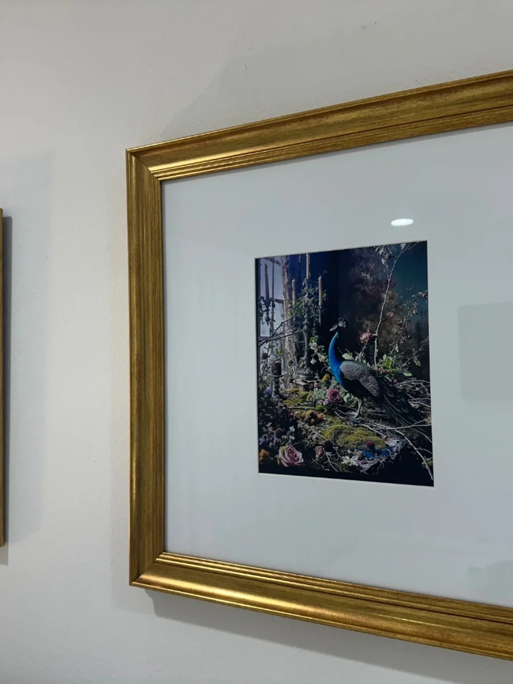 GOLD FRAMED & MATTED PICTURES